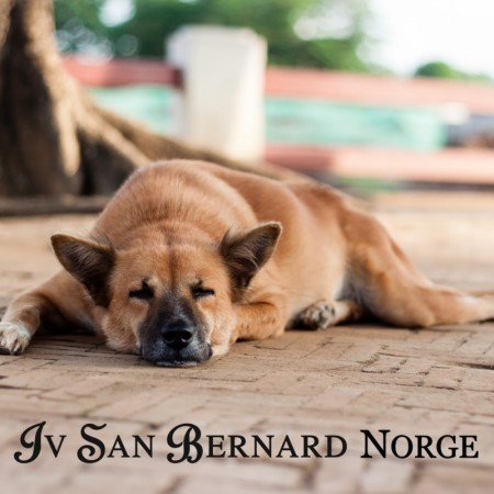 Hvorfor lukter hunden vondt?